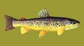 Brown Trout