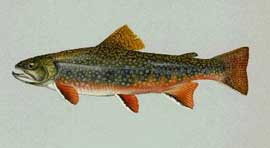Brook Trout